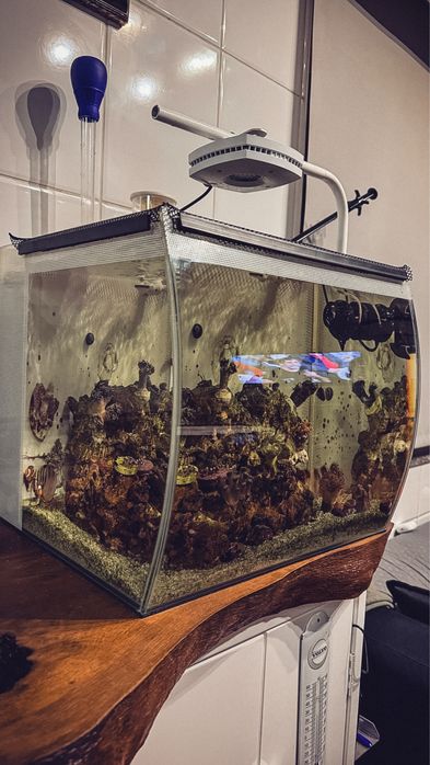 Aquario reef 57 agua salagada