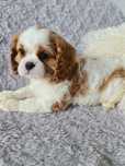 Cavalier sunia z rodowodem