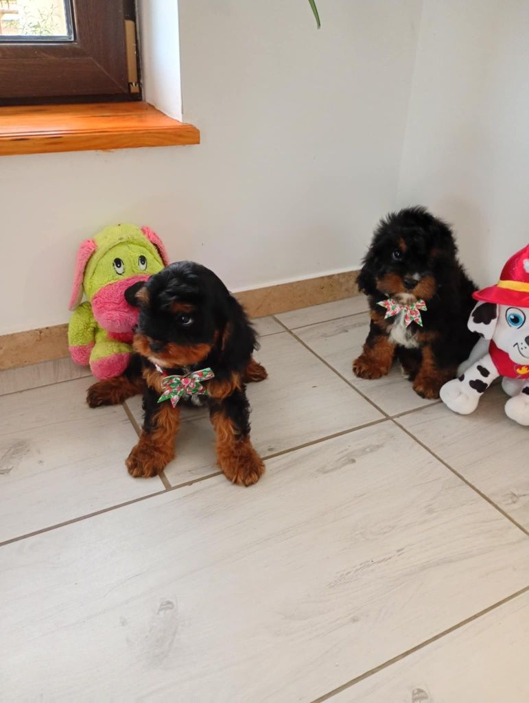 Śliczna suczka cavapoo