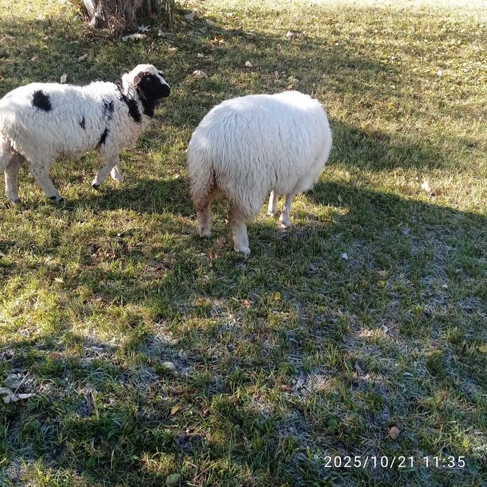 Продаю ягнята  гарно годовані вік три місяці пасуть