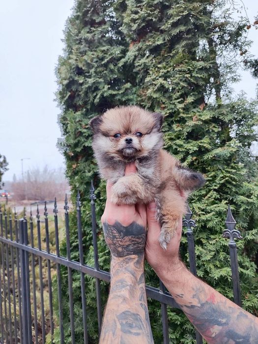 Маленькі шпіцульки -