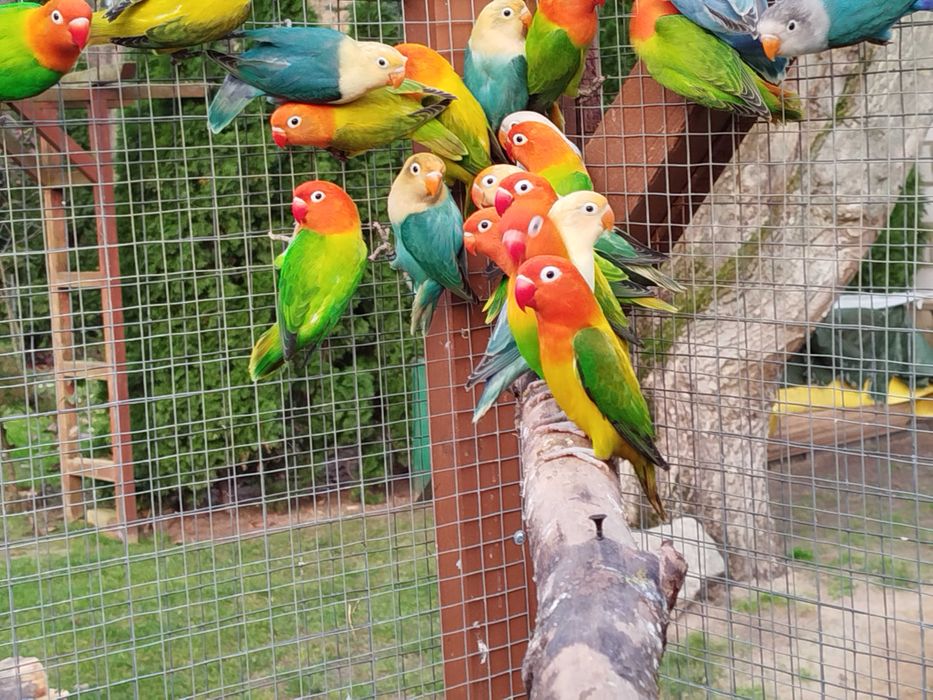 Nierozłączki 2025r