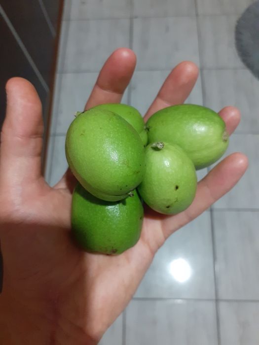 Orzechy Włoskie ZIELONE i Różne Owoce