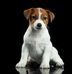 Jack Russell Terrier Hodowla FCI Warszawa