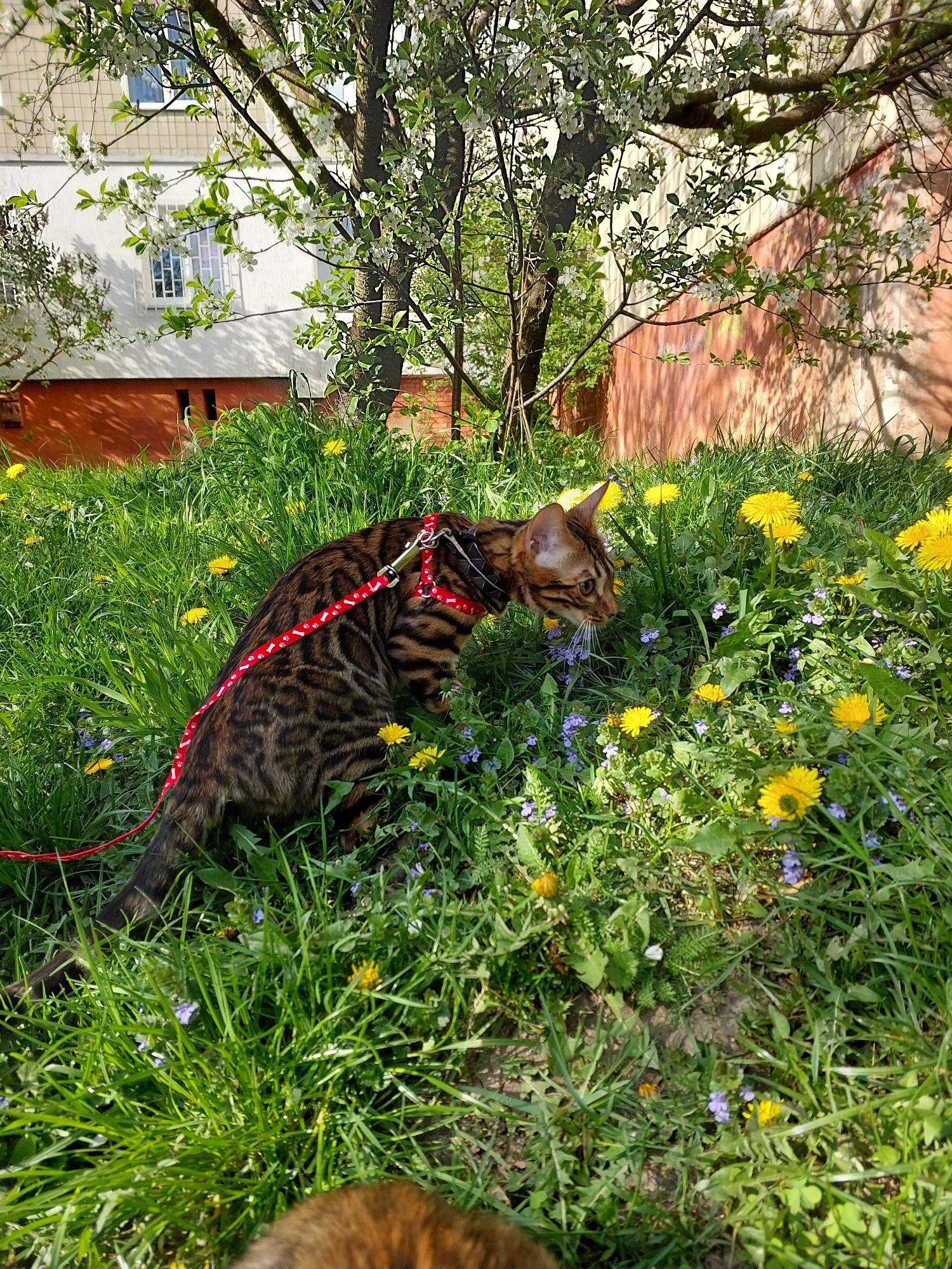 Бенгальські кошенята