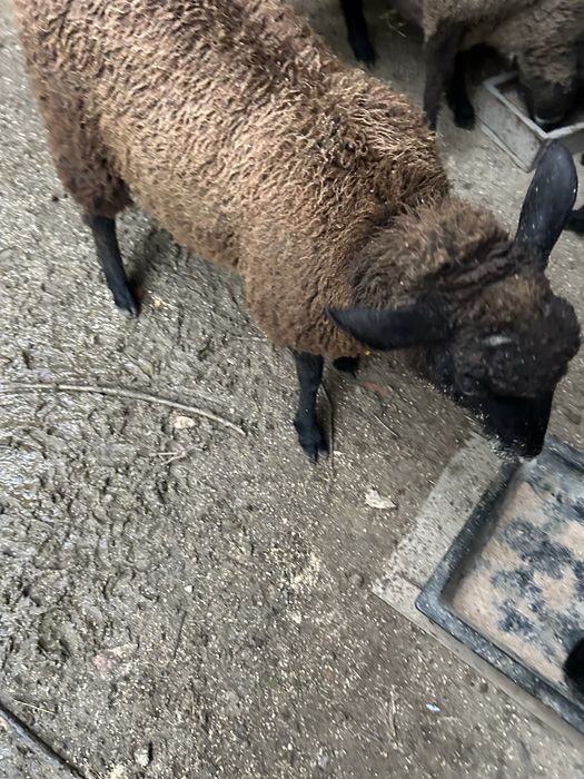 Animais de quinta burregas
