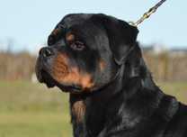 Rottweiler szczenię samiec ZKwP