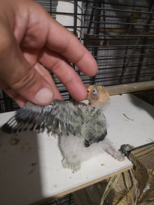 Fisheri opalino slaty turquesa