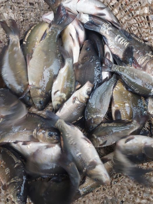 Narybek kroczek karp