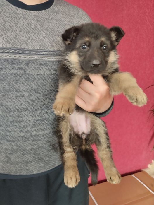 Продам цуценят Німецької вівчарки