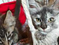 Kocięta Maine coon Mco dół ccf srebrne dymne niebieskie