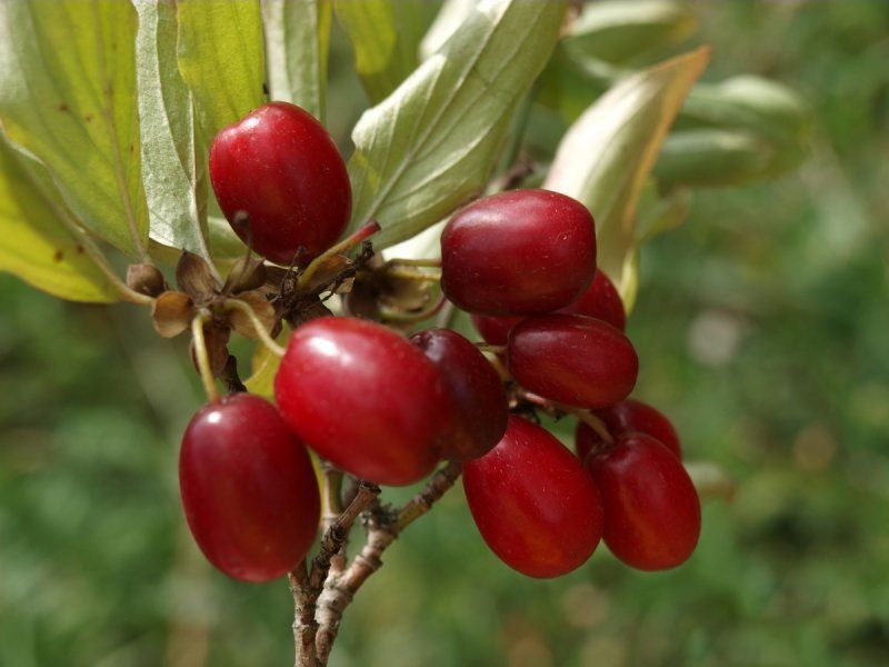 Dereń jadalny, dereń jadaln różne odmiany - Aurea, jolico, elegantnyj.