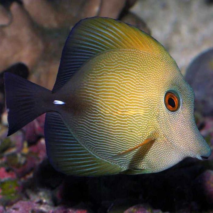 Zebrasoma scopas S/M