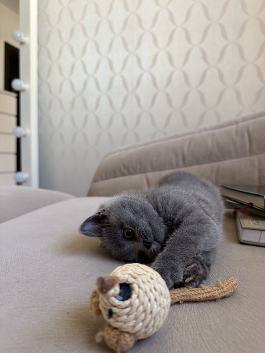 Чарівні шотландські кошенята прямовушки !