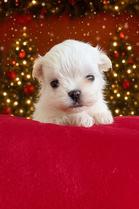 Maltańczyk FCI ZKwP samiec odbiór grudzień