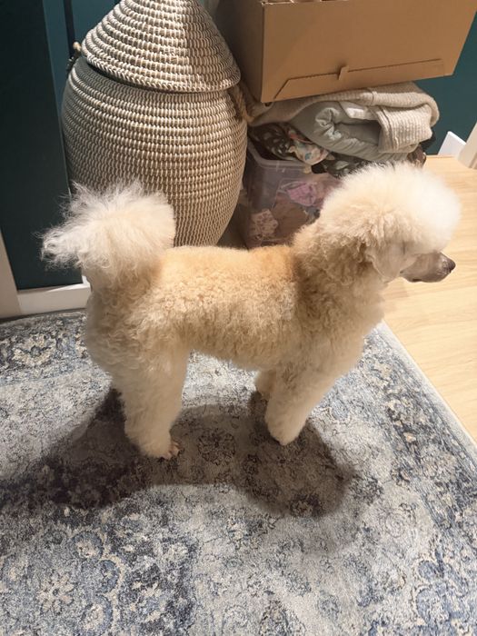 Pudel apricot krycie