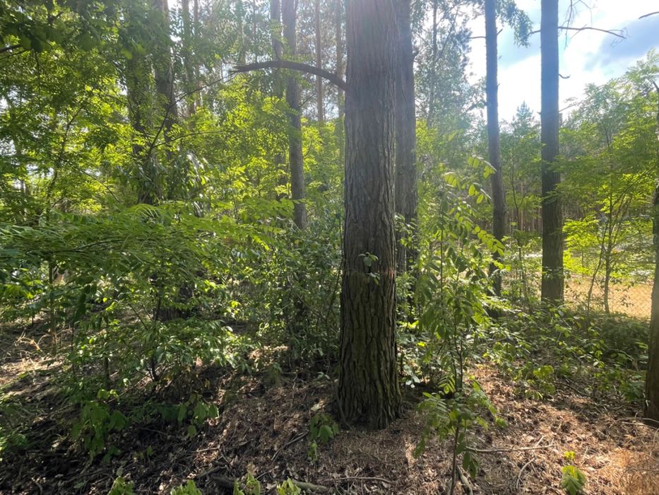 Działka leśna/budowlana Kębliny ul. Grzybowa