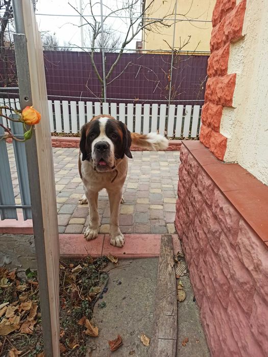 Дама шукає кавалера Сенбернар для в'язки