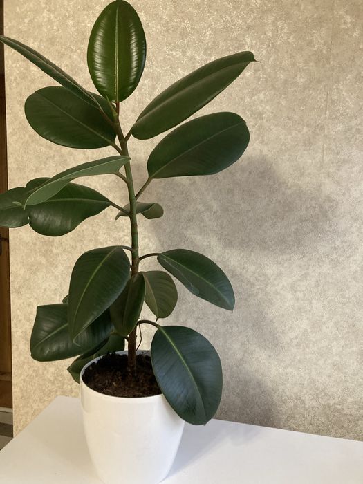 Кімнатні рослини, вазони