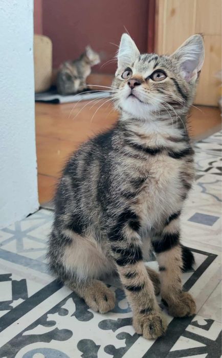 Kot “bengalski” - Benio
