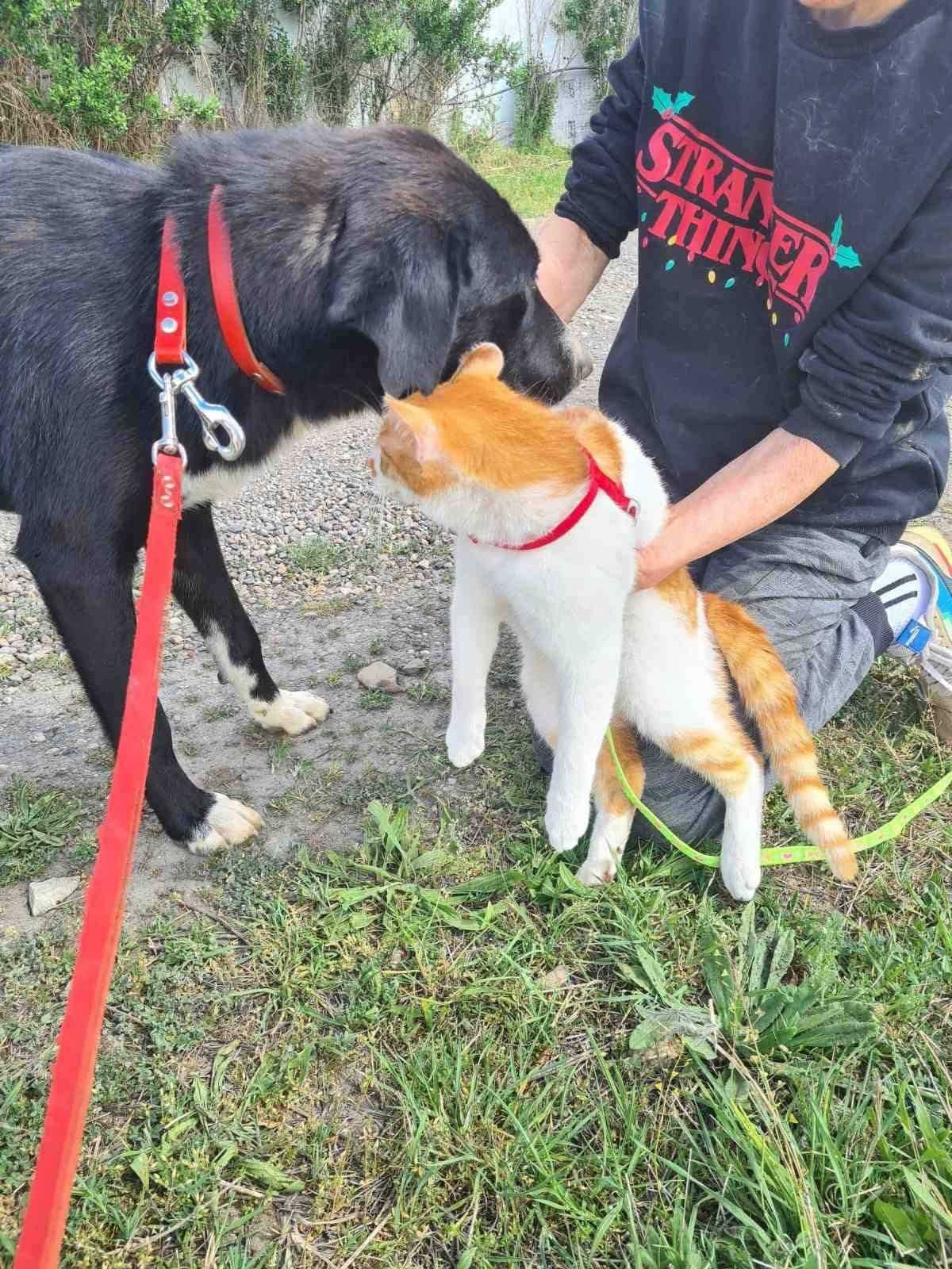 LJUK- 10 mies. wrazliwy i kochany pies. Uratowany w Bułgarii.