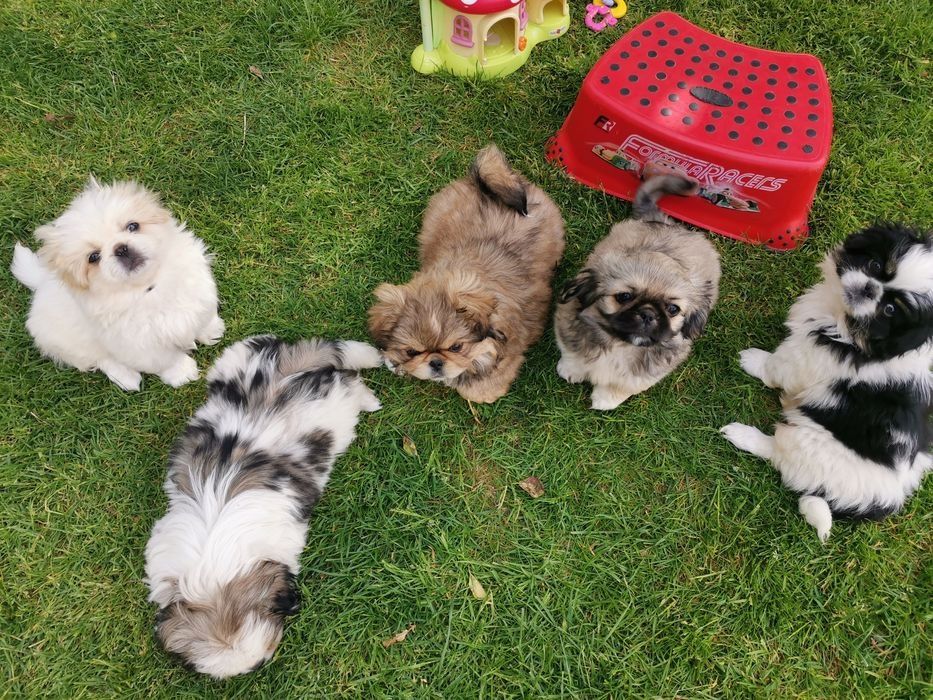 Pekińczyk Szczeniak  Nie Shih Tzu