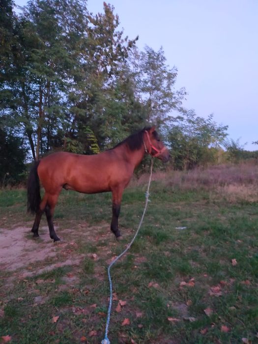 Koń ,ogierek huculski 15 miesięcy z pochodzeniem  wzrost 134 cm