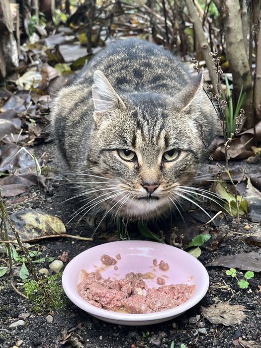 Bury kot szuka domu!