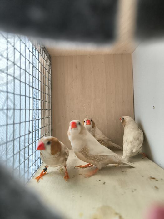 Zeberka zeberki samce i samice 2025