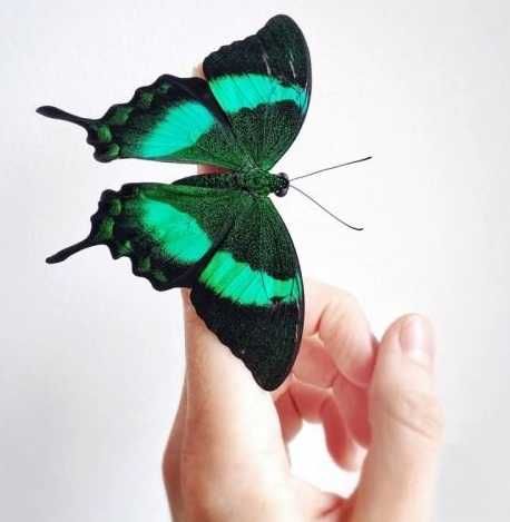 Живий метелик Зелений Павич
