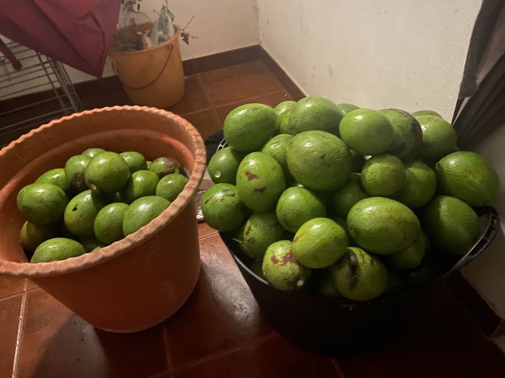 Abacate biológico