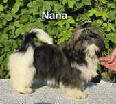 Sunia Shih tzu ZKWP