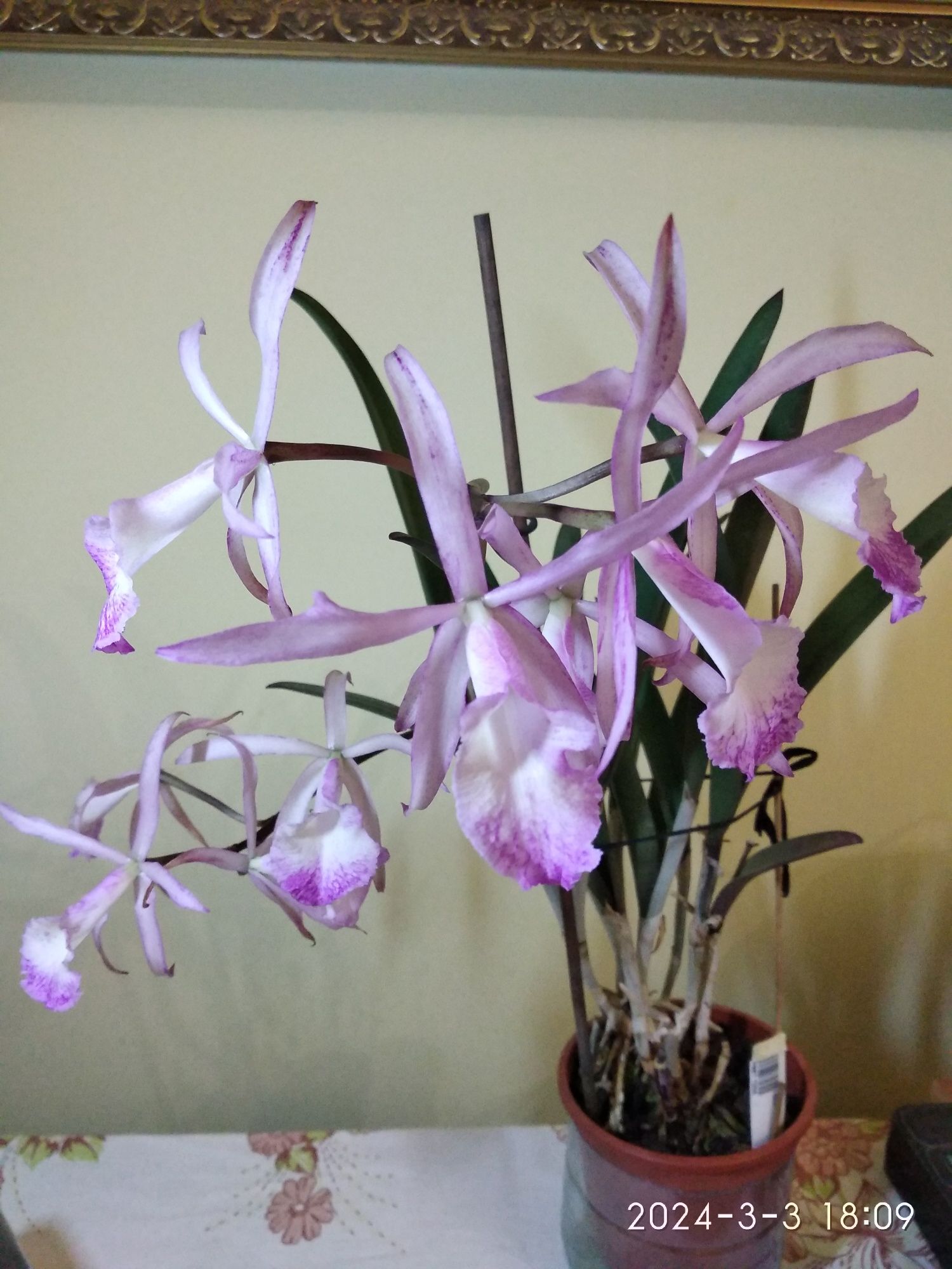 Катлея    орхідея