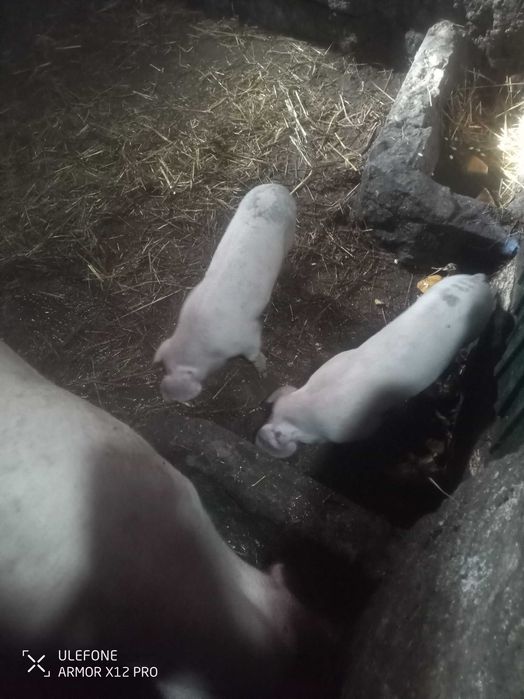 Leitões bisaros boa qualidade