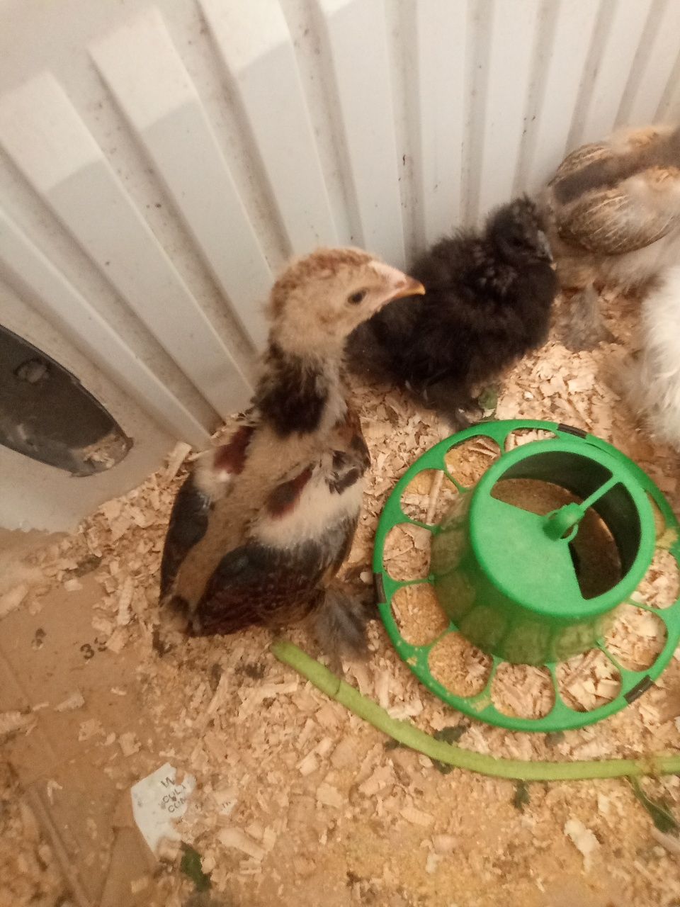 Pintinho brahmas e sedosas