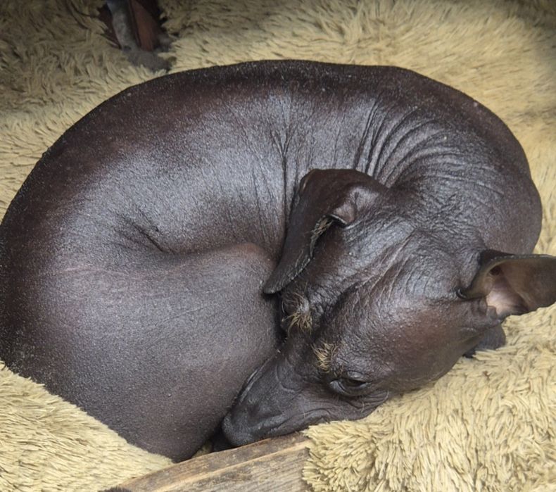 Nagi pies meksykański