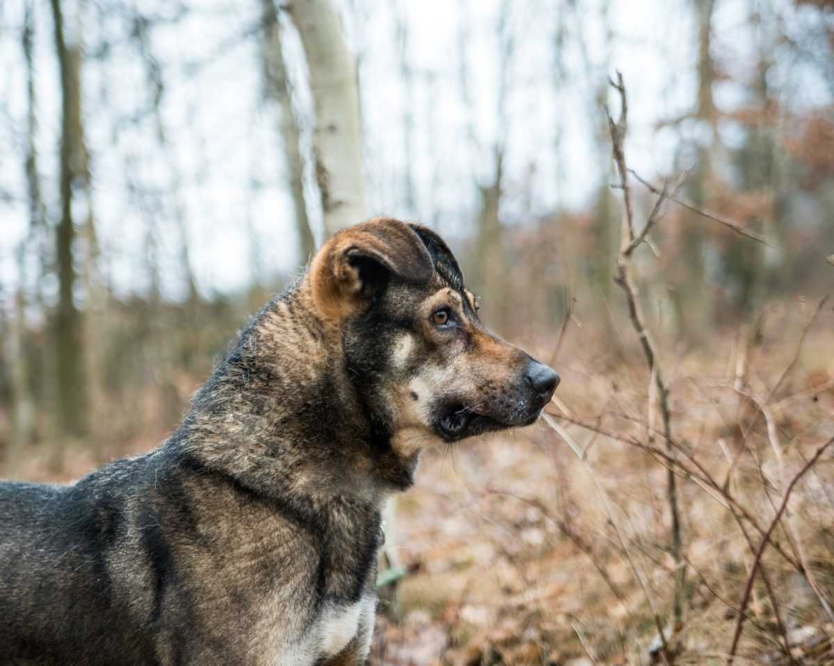 Igor poleca się do adopcji