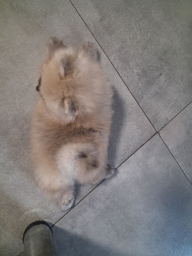 Szpic miniaturowy pomeranian