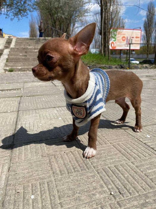 Хлопчик чіхуахуа запрошує на побачення