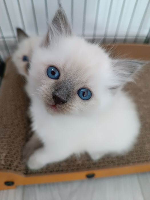 Cudowne Ragdollki szukają domu