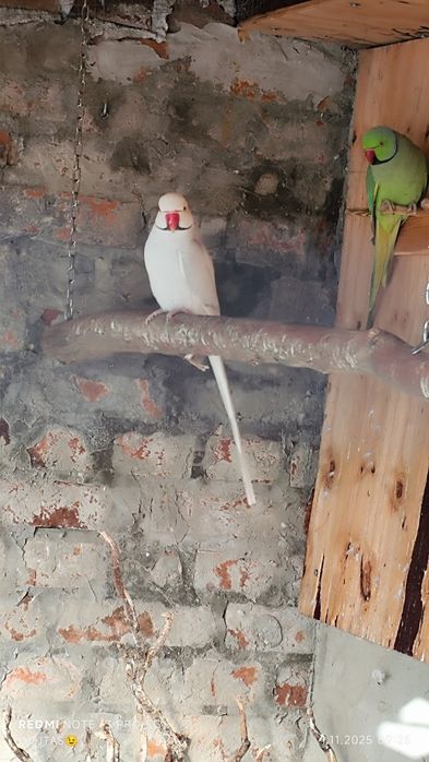 Aleksandretta obrożna