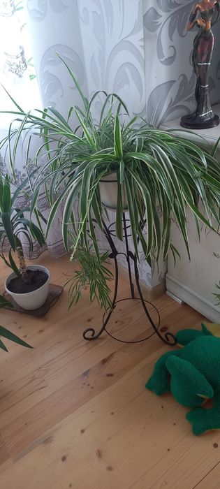 Продам вазонок хлорофітум