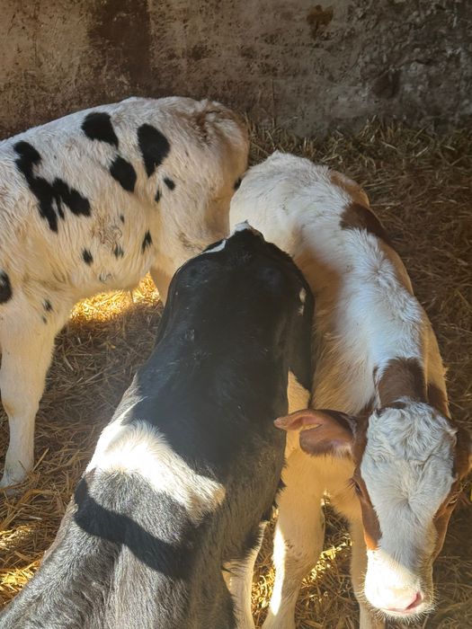 Cielaki krzyżówki 10szt pobierają paszę biała strefa