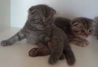 Scottish Fold котики