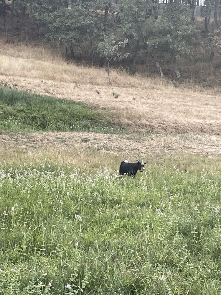 Tenho para vender este cabrito anao