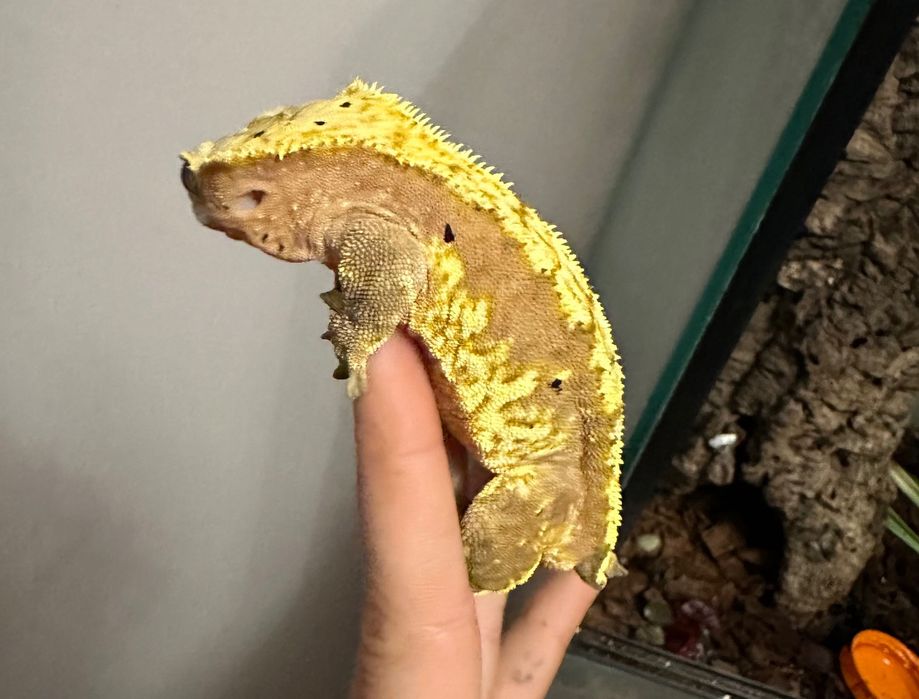 Dwa samce gekona orzęsionego