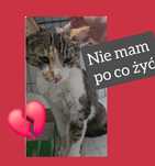 SOS! ZUZIA – najkochańsza kotka straciła WSZYSTKO. JEST ŹLE
