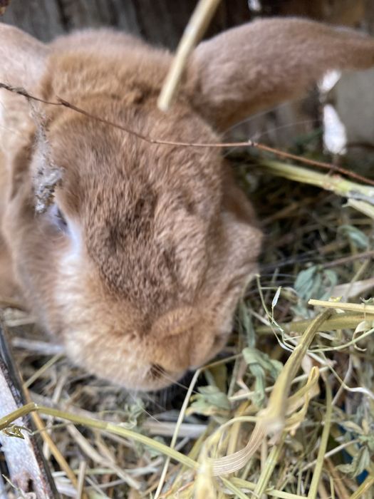 Кролики є 3 самці