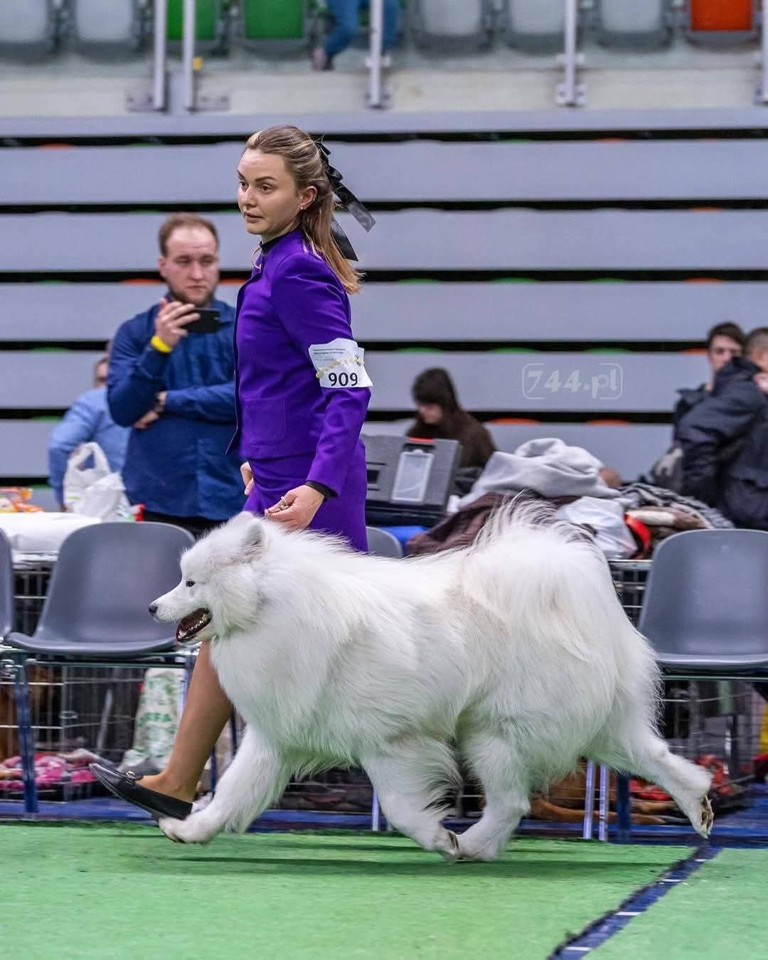 Samoyed szuka domu FCI ZKWP