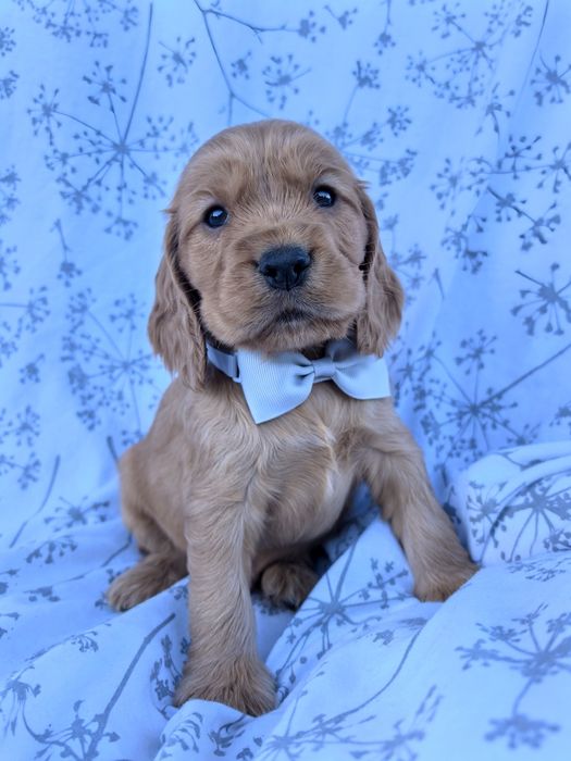 Śliczny szczeniak Cocker spaniel